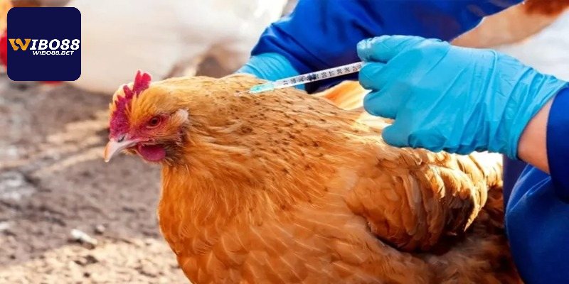 Khái niệm thuốc kích gà