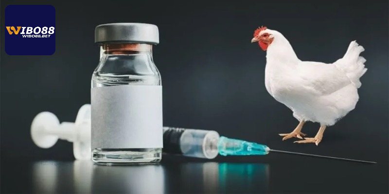 Thuốc Kích Gà - Thông Tin Quan Trọng Khi Dùng Cho Chiến Kê